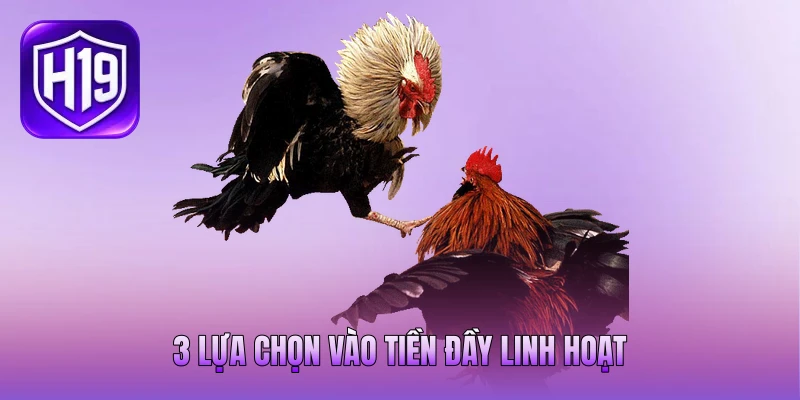 3 lựa chọn vào tiền đầy linh hoạt 3 lựa chọn vào tiền đầy linh hoạt
