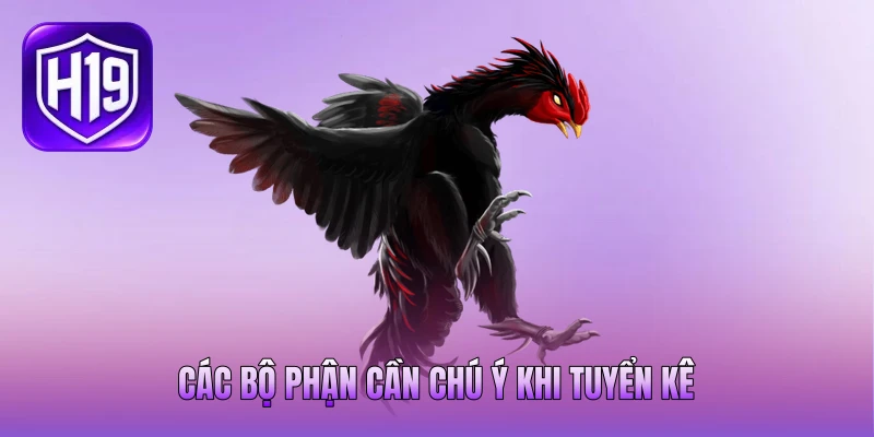 Các bộ phận cần chú ý khi tuyển kê Các bộ phận cần chú ý khi tuyển kê