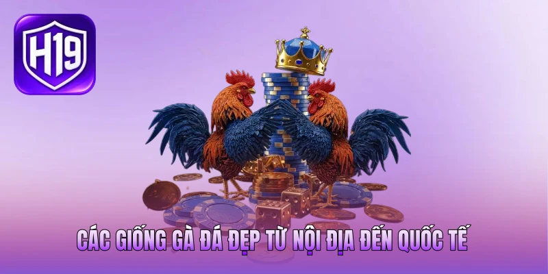 Các giống gà đá đẹp từ nội địa đến quốc tế