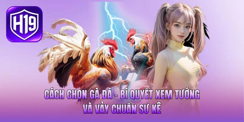 Cách Chọn Gà Đá - Bí Quyết Xem Tướng Và Vảy Chuẩn Sư Kê