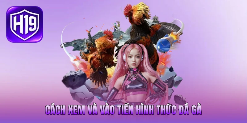 Cách xem và vào tiền hình thức đá gà
