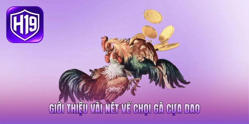 Giới thiệu vài nét về chọi gà cựa dao Giới thiệu vài nét về chọi gà cựa dao