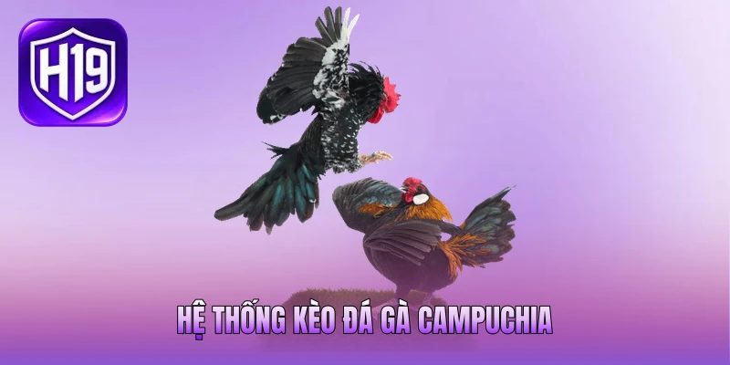 Hệ thống kèo đá gà Campuchia