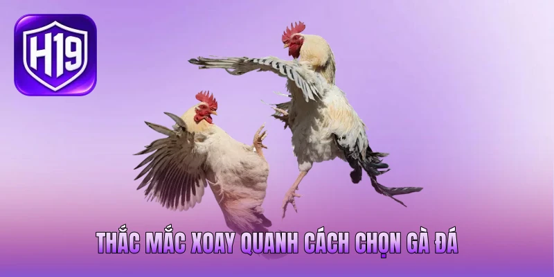 Thắc mắc xoay quanh cách chọn gà đá Thắc mắc xoay quanh cách chọn gà đá