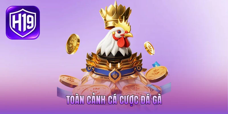 Toàn cảnh cá cược đá gà Toàn cảnh cá cược đá gà