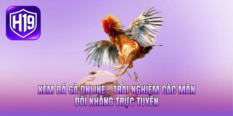 Xem Đá Gà Online - Trải Nghiệm Các Màn Đối Kháng Trực Tuyến